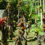 jardin de fleurs