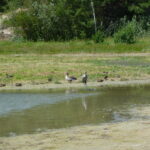 oiseaux du parc du Marquenterre.